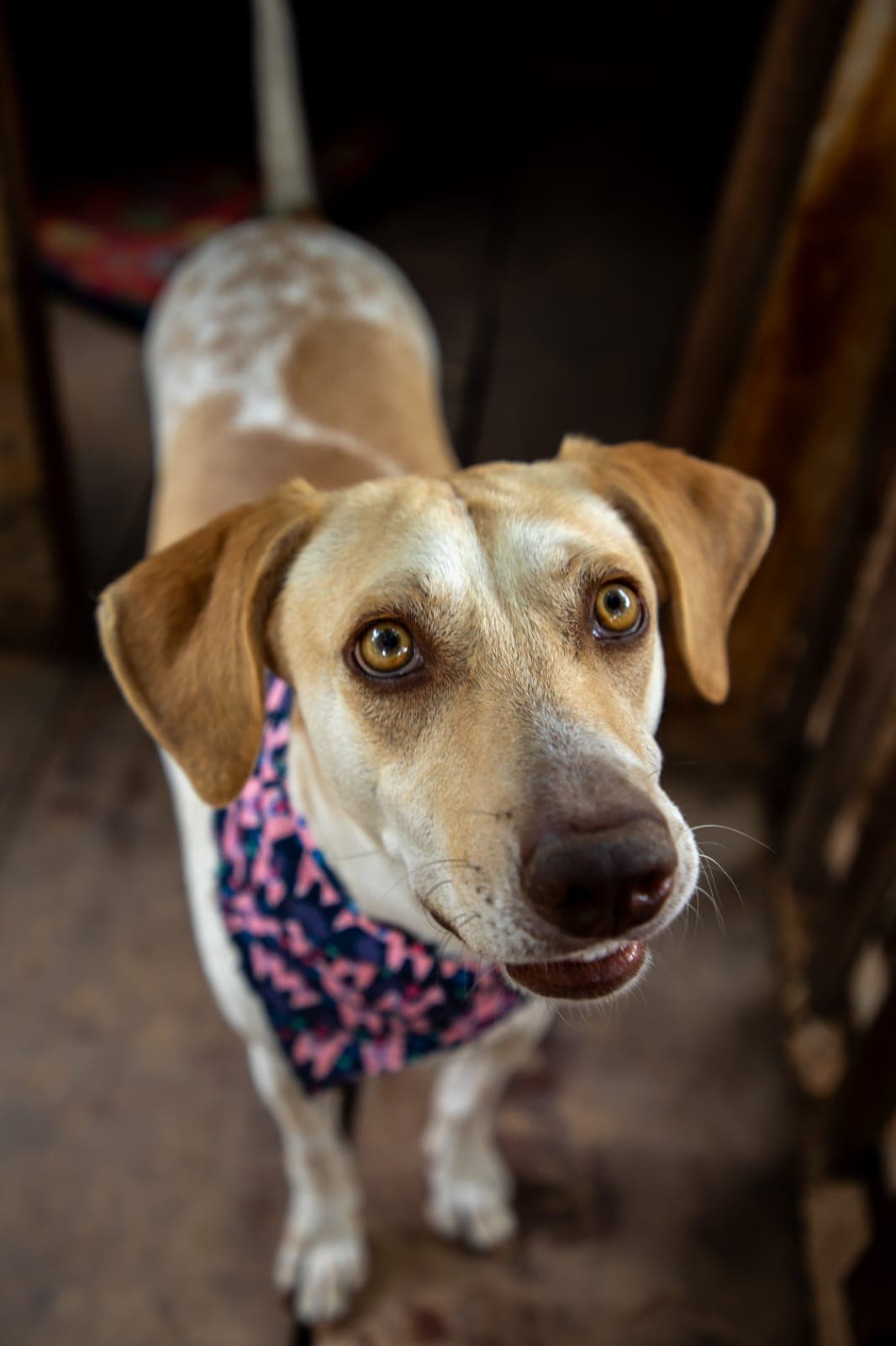 CHEDDAR